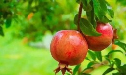 娱乐吃瓜酱买石榴,石榴盛宴，甜蜜来袭！