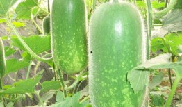 吃瓜网每日大赛 反差吃瓜爆,揭秘娱乐圈的“双重面孔”